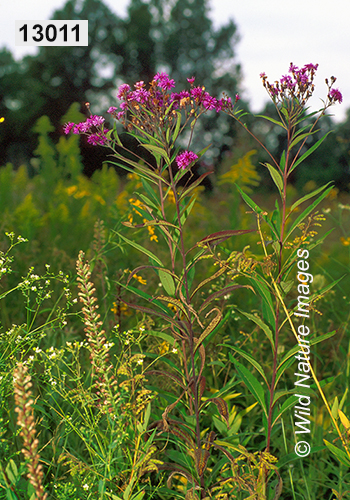 Tall Ironweed (Vernonia gigantea)